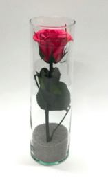  Cilinder fuchsia  roze gevriesdroogde roos klein 