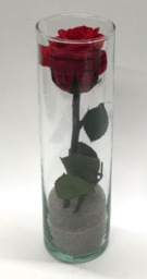  Cilinder rode gevriesdroogde roos klein 