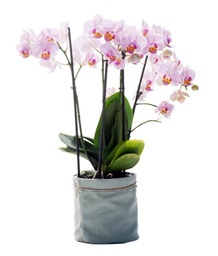 Grote orchidee pot