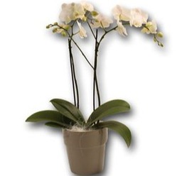 Witte phalaenopsis 