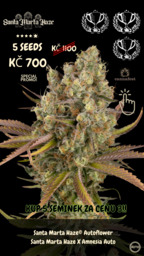  Santa Marta Haze Auto