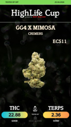 GG4 x Mimosa
