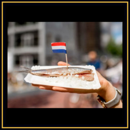 Nieuwe haring vangst 2023