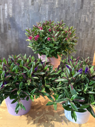 Hebe in zinken pot