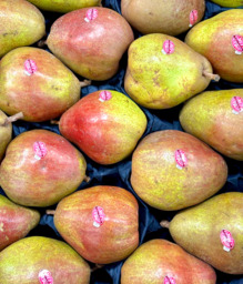 SWEET SENSATION PEER